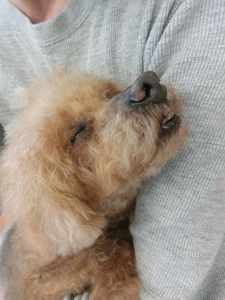 犬の整体